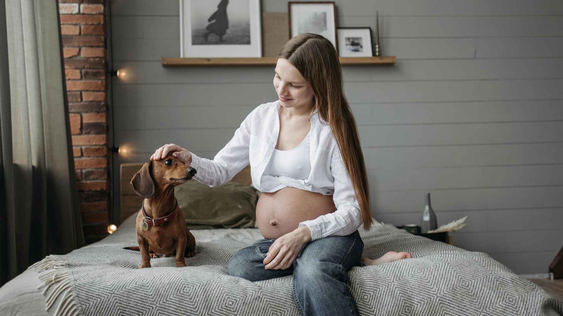 perrito salchicha sentado junto a chica embarazada